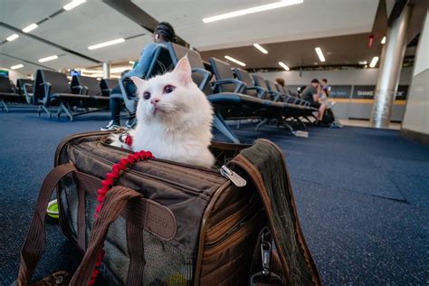 traveling with cats cross country.